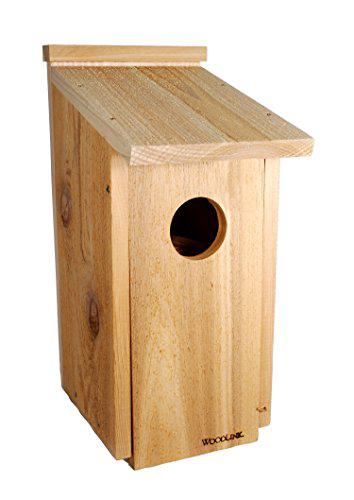 Bring Owls and Kestrels Home with Bird of Prey Nest Box: Simple Tips