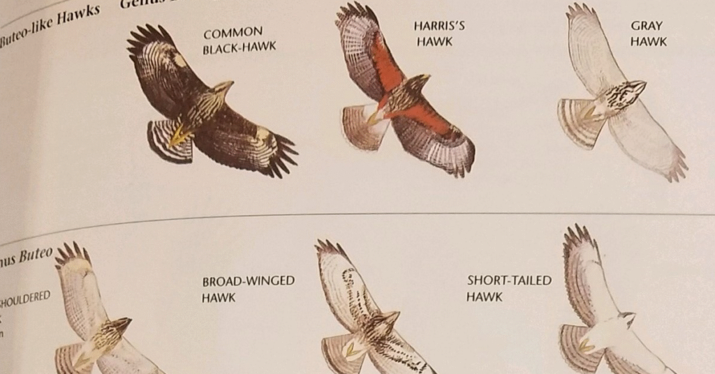 best hawk identification books