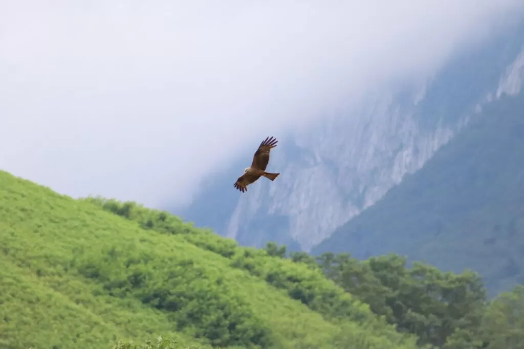 hawk migration in north carolina