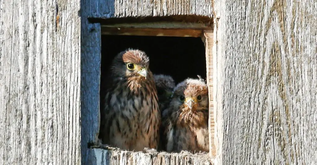 bird of prey nest boxes