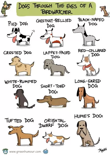 birdwatching joke comic 1