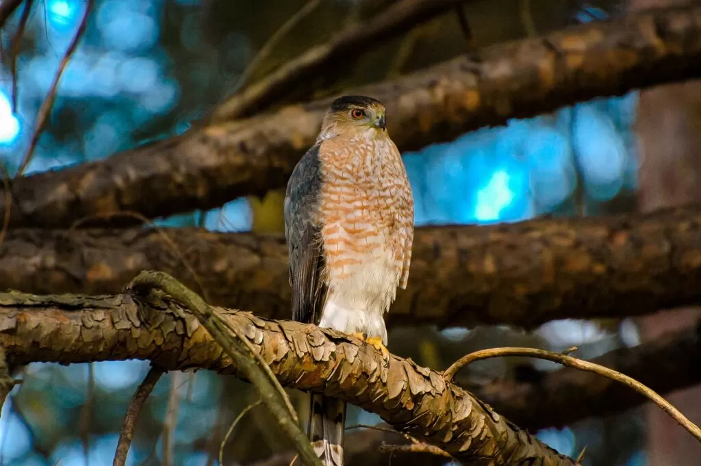 red tailed hawk or coopers hawk