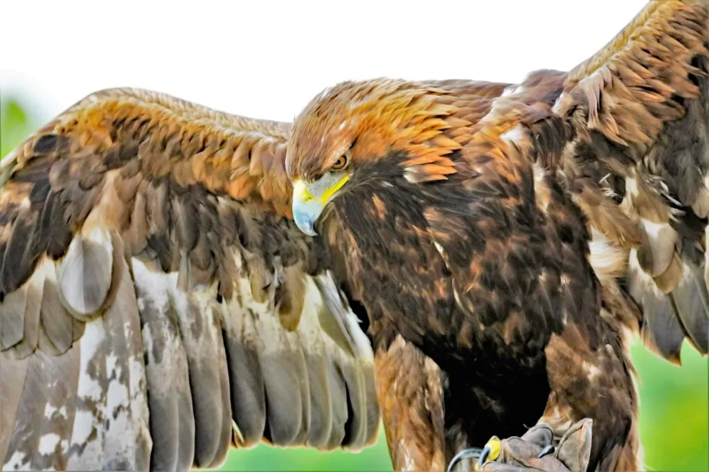 red tailed hawk vs golden eagle
