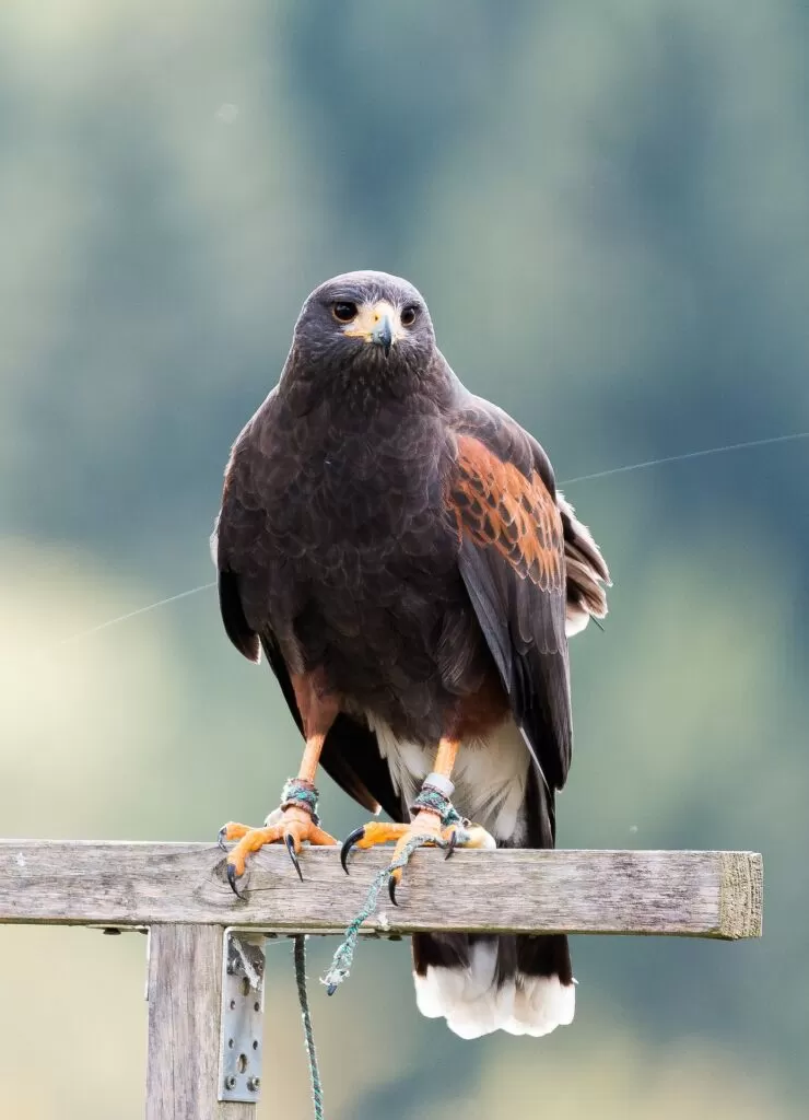 red tailed hawk or harris hawk