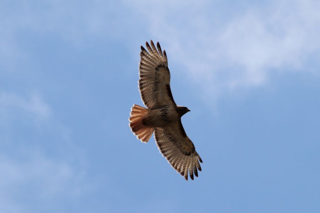 red tailed hawk fact- adults typically have red tails, but juveniles have brown and black banded tails