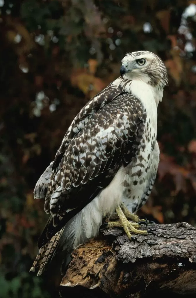 42 Fascinating Red Tailed Hawk Facts ● History, Trivia and More! 8 hawk perching to look for prey