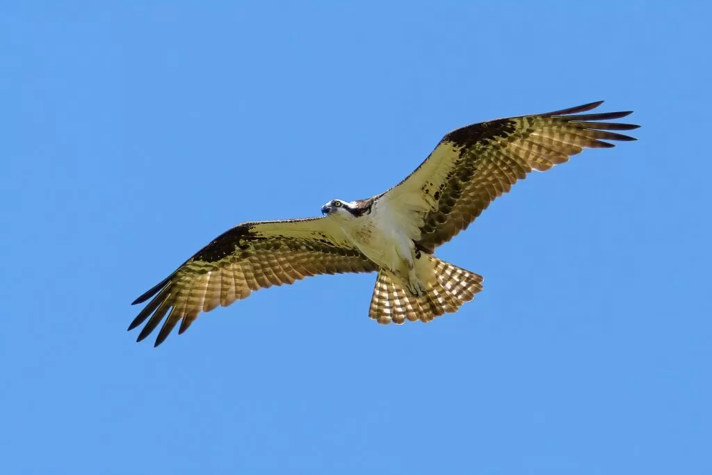 How to Identify a Red Tailed Hawk in 4 Easy Steps ● Compare vs turkey vulture, red shouldered hawk and more 13 osprey vs red tailed hawk