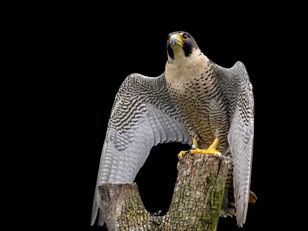 Compare coloration when identifying red tailed hawk or peregrine falcon