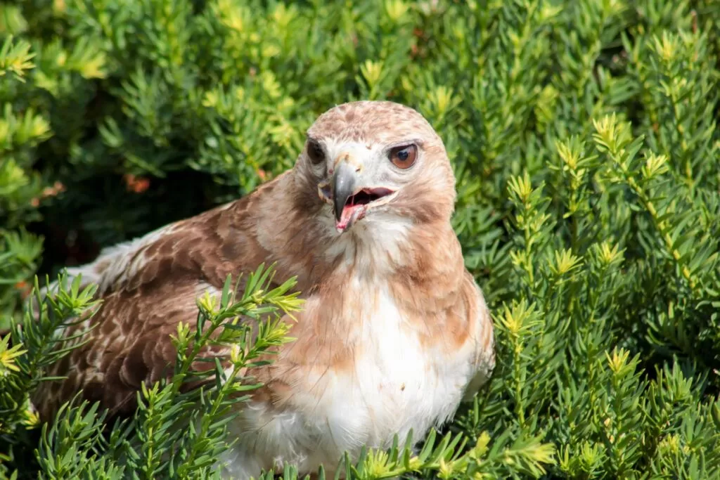 42 Fascinating Red Tailed Hawk Facts ● History, Trivia and More! 9 red 2896793 1920