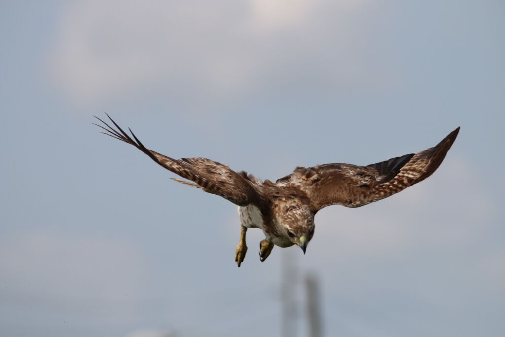 red tailed hawk hunting