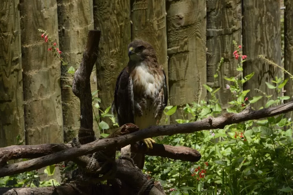 42 Fascinating Red Tailed Hawk Facts ● History, Trivia and More! 4 red tailed hawk 2502487 1920