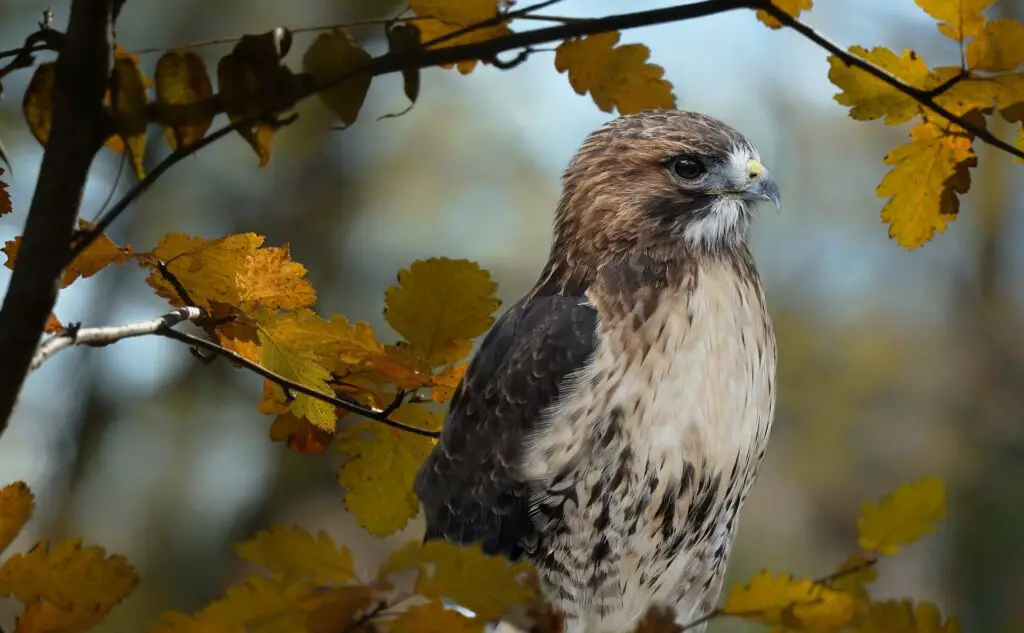 red tailed hawk facts- red tails build their nests in trees