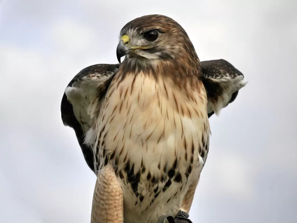 42 Fascinating Red Tailed Hawk Facts ● History, Trivia and More! 7 red tail hawk perched