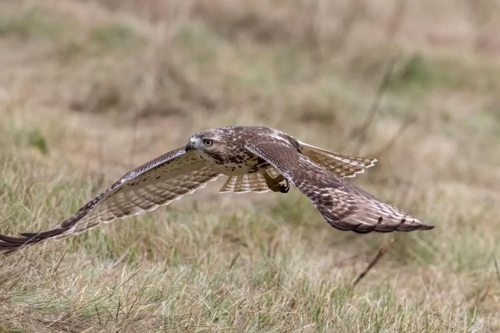 42 Fascinating Red Tailed Hawk Facts ● History, Trivia and More! 3 red tailed hawk flying above the grass
