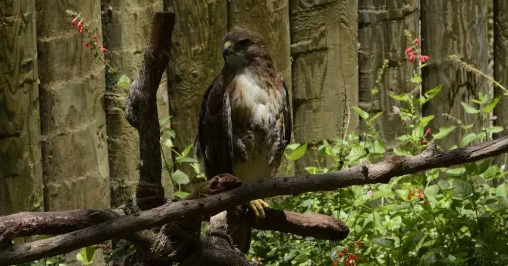 red tailed hawk names