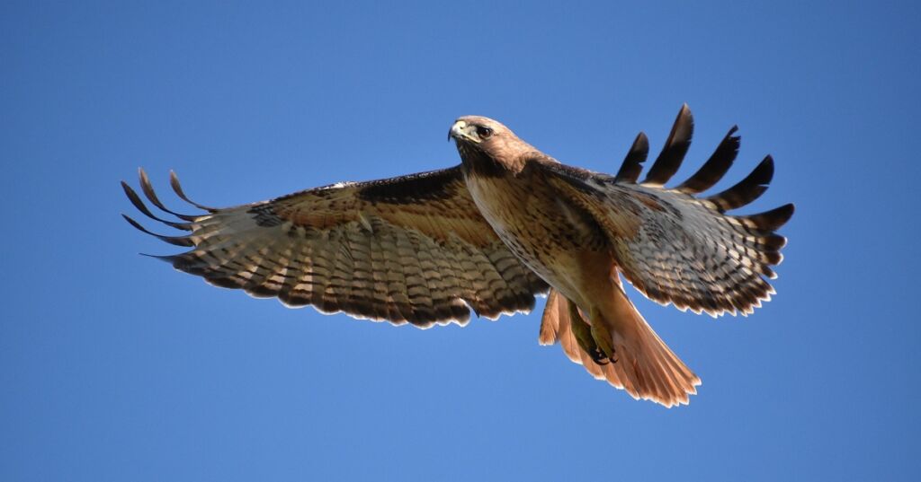 red tailed hawk quotes
