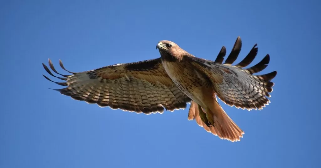 red tailed hawk quotes