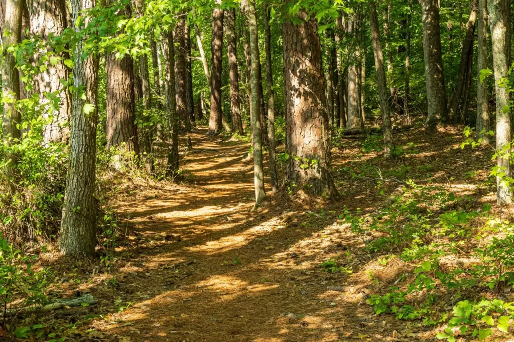 22 Stunning Places to Watch Hawk Migration in North Carolina, Virginia and South Carolina ● Plus Blue Ridge Parkway 7 shady forest 5150594 1920