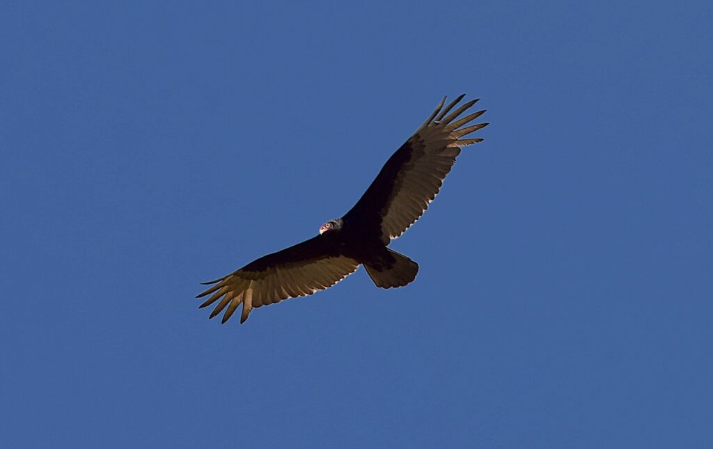 red tailed hawk vs turkey vulture