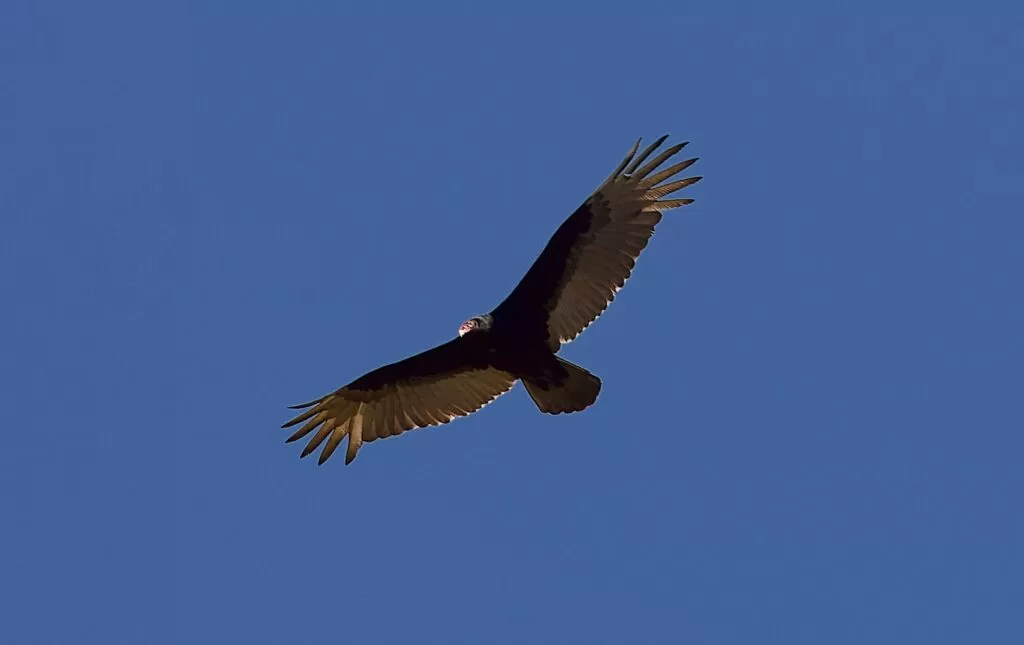 How to Identify a Red Tailed Hawk in 4 Easy Steps ● Compare vs turkey vulture, red shouldered hawk and more 17 red tailed hawk vs turkey vulture
