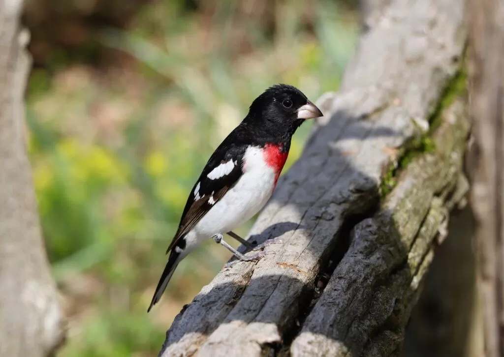 01 grosbeak facts rosebreasted