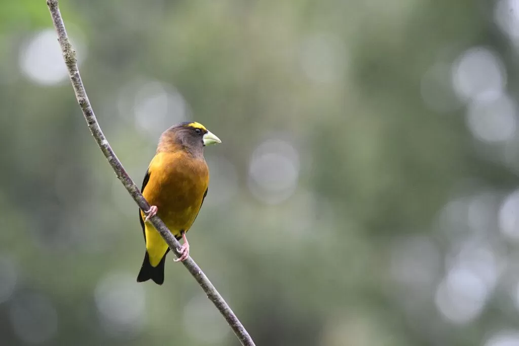 04 evening grosbeak facts