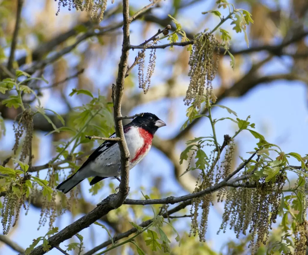 05 rosebreasted grosbeak facts