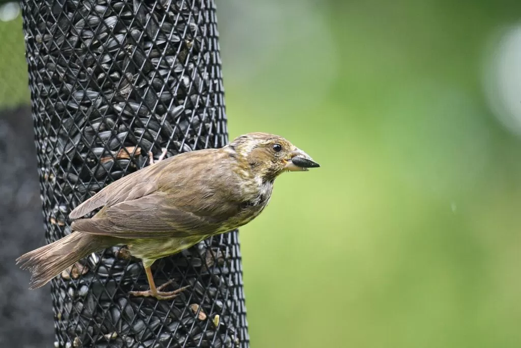 06 black headed grosbeak facts