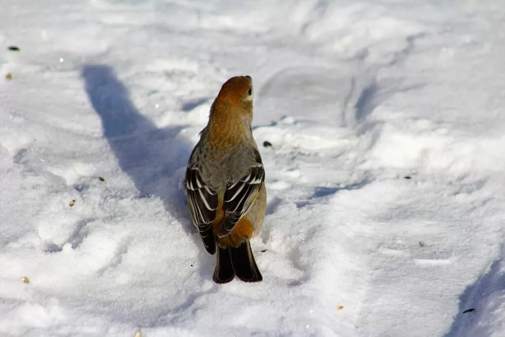 07 pine grosbreak facts