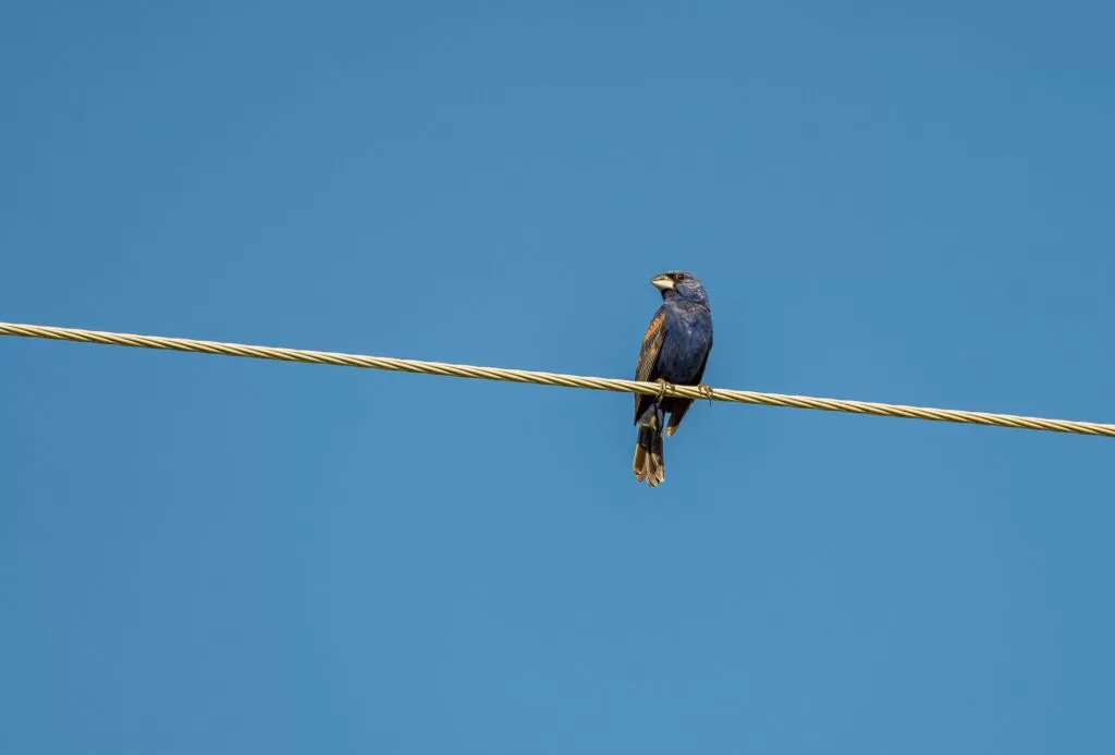 08 blue grosbeak facts