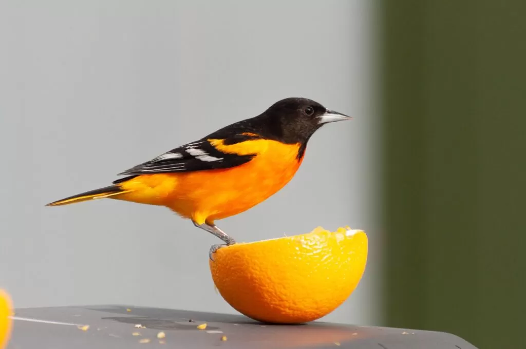 09 baltimore oriole vs grosbeak