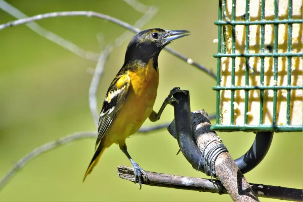 10 juvenile baltimore oriole