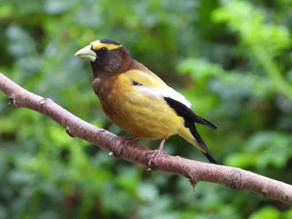 11 male evening grosbeak vs oriole