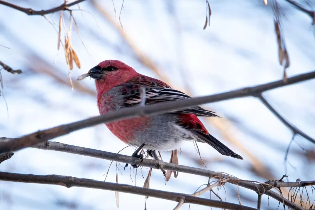 12 pine grosbeak vs finch