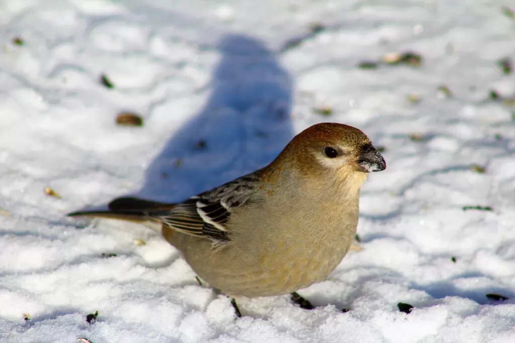 14 grosbeak