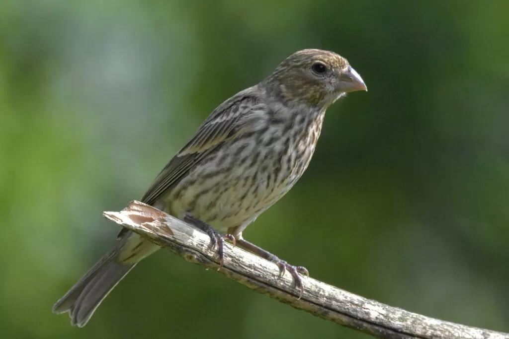 15 female house finch