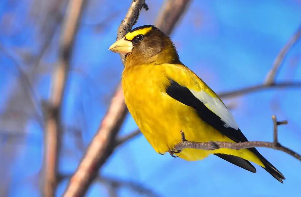 16 grosbeak vs goldfinch