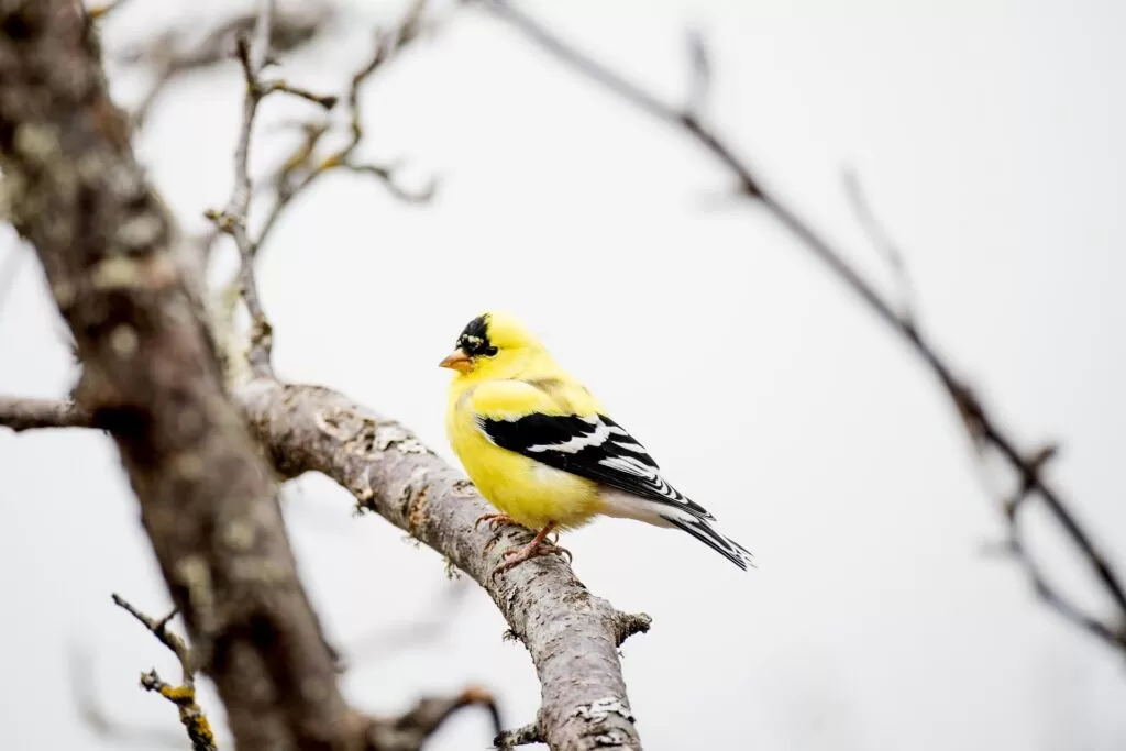 17 goldfinch