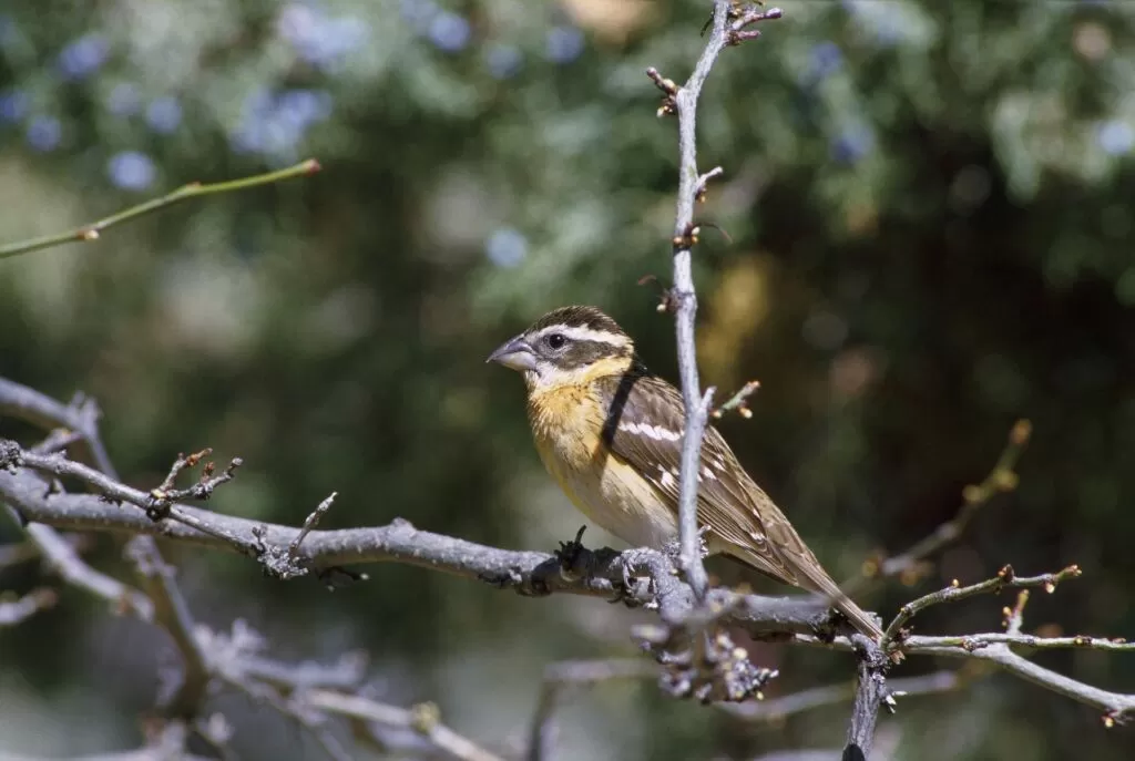 18 black headed grosbeak vs towhee