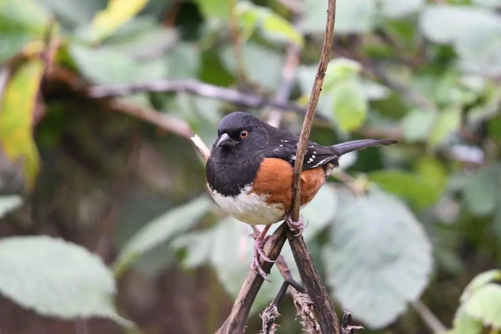 19 spotted towhee