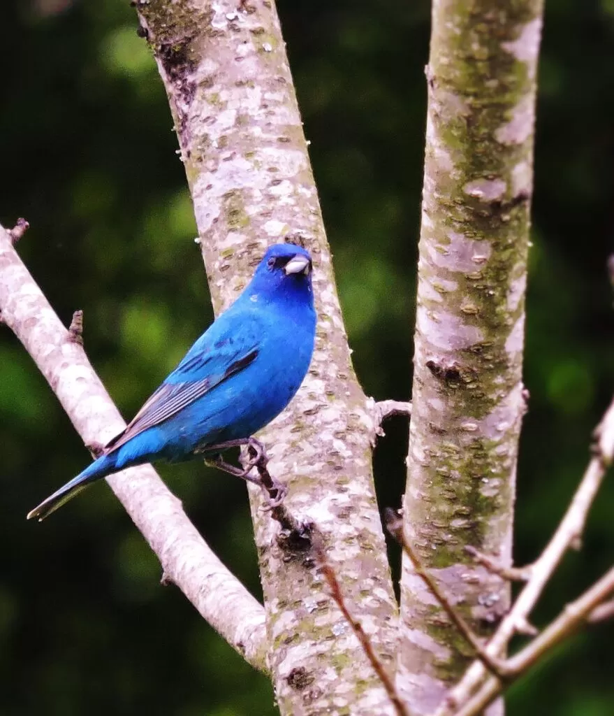 20 blue grosbeak vs indigo bunting