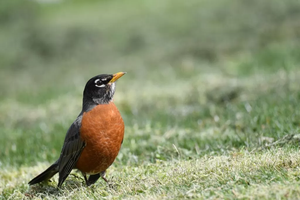 21 grosbeak vs robin