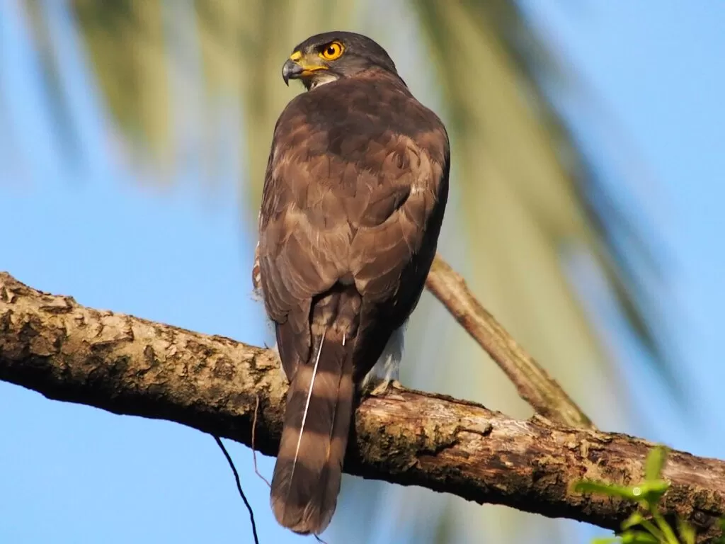 crested goshawk perched on a branch