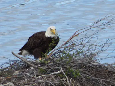 bald eagle Copy