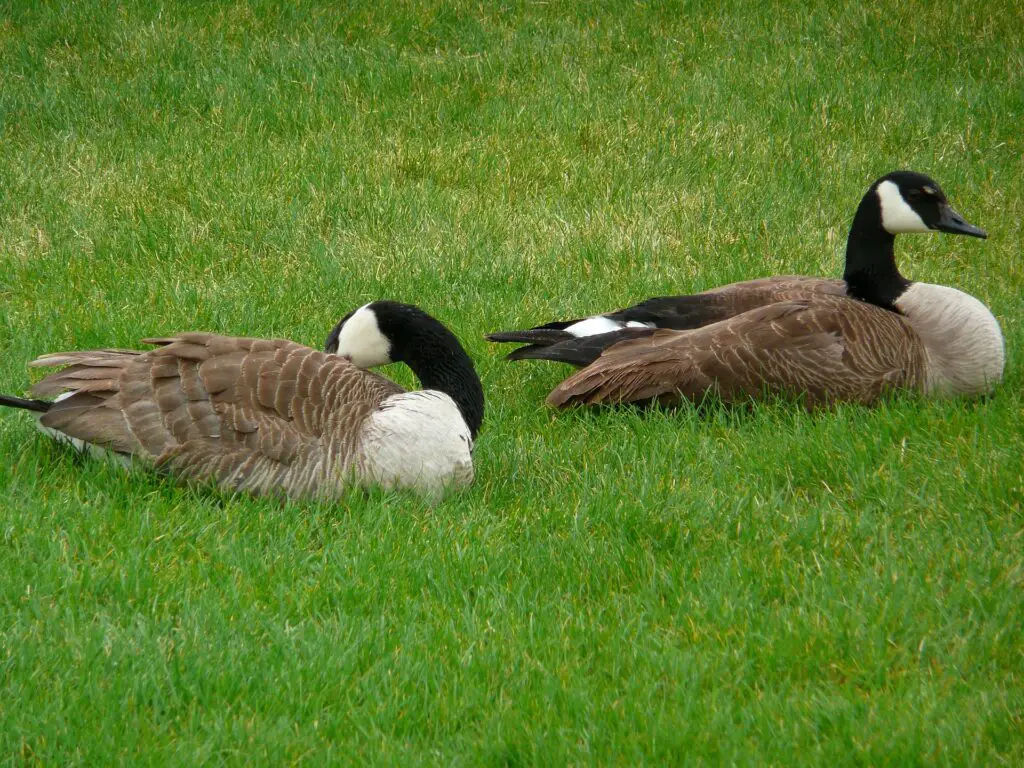 canada geese 55211 1920