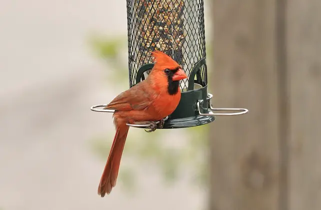 cardinal 6251407 1920 1