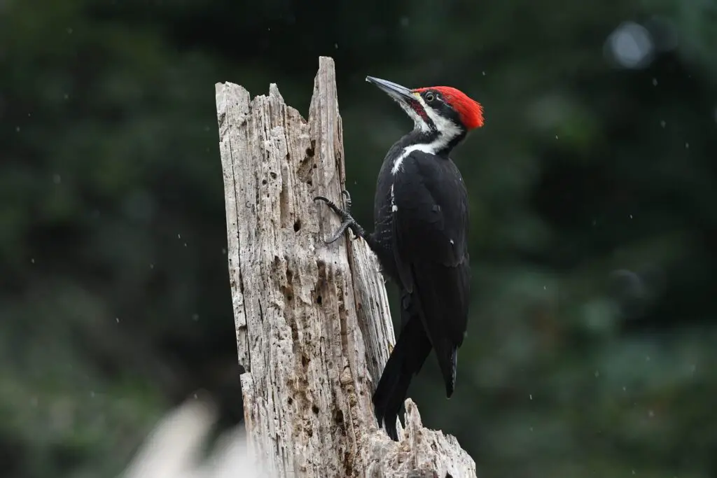 pileated woodpecker 6610630 1920