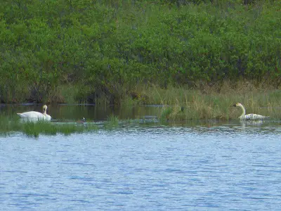 trumpeter swans Copy