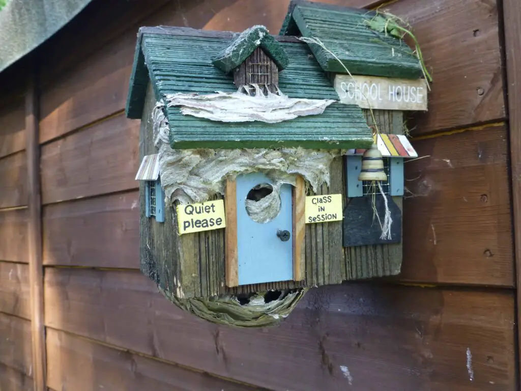 A-wasp-nest-extending-out-of-the-bird-box-that-it-was-built-inside