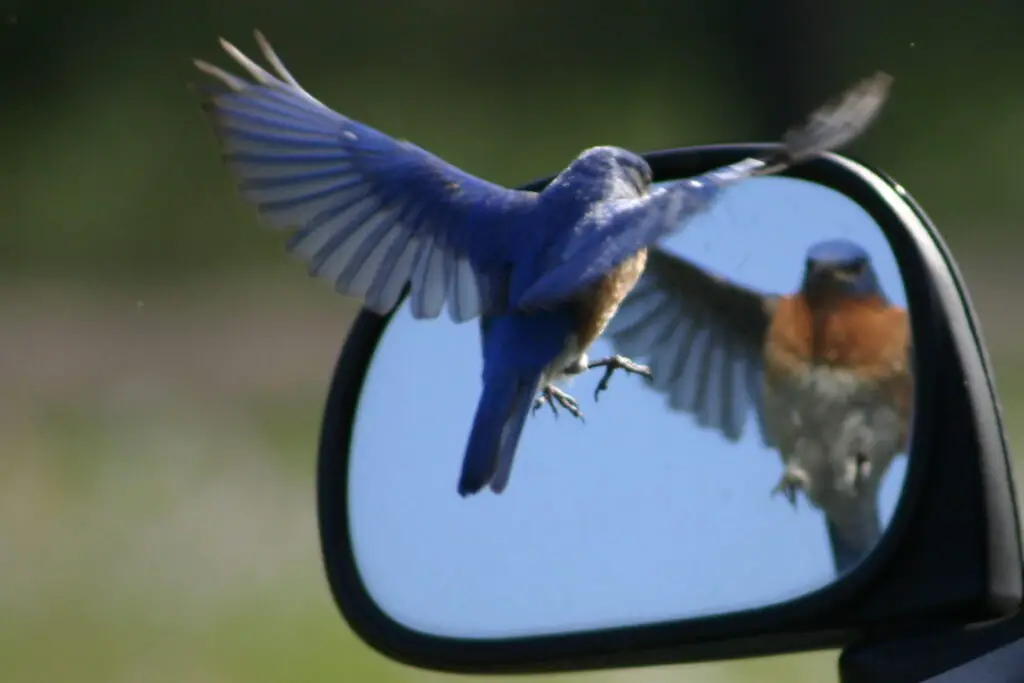Bluebirds-Attack-Windows-and-Glas